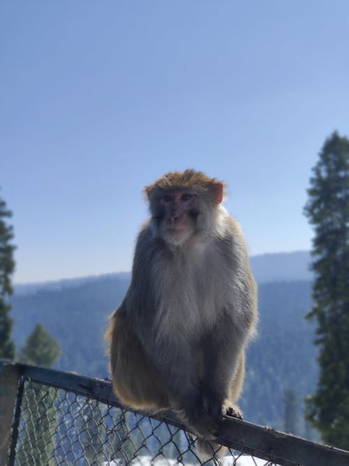 A monkey sitting on a fence looking out over the mountains