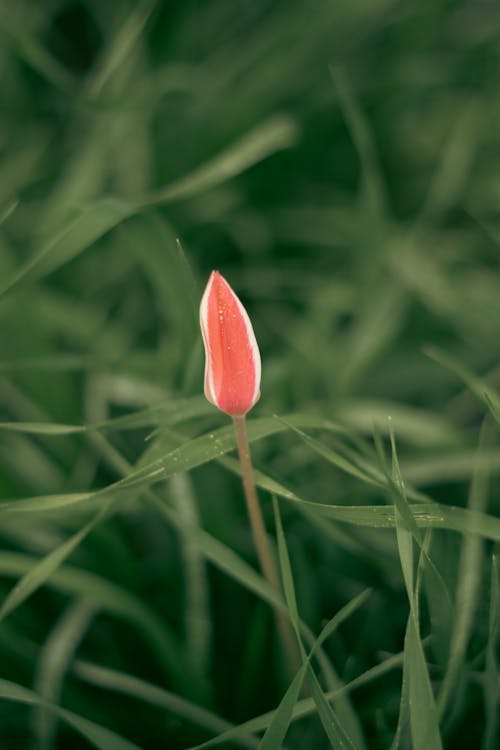 Darmowe zdjęcie z galerii z kwitnięcie, natura, pionowy strzał