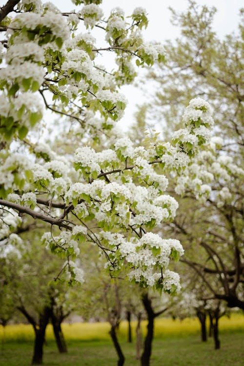 Gratis lagerfoto af æbleblomster, blomstrende, fjeder