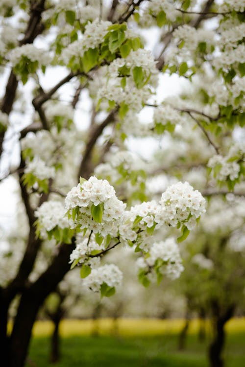 Бесплатное стоковое фото с белые цветы, вертикальный выстрел, весна