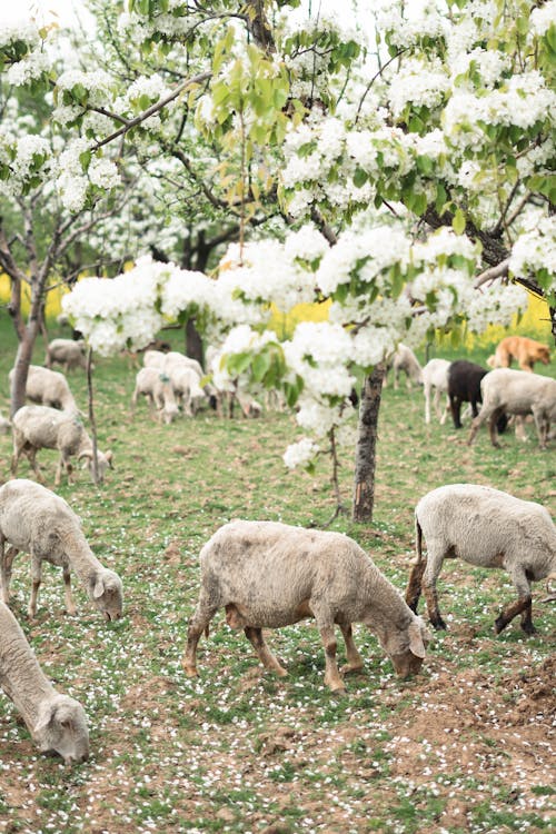 Δωρεάν στοκ φωτογραφιών με αγρόκτημα, αγροτικός, άνθος μηλιάς