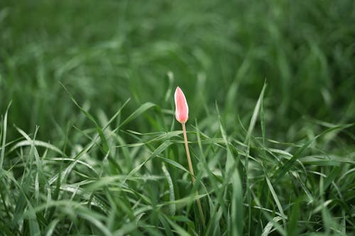 Foto profissional grátis de aumento, campo de feno, flor cor-de-rosa