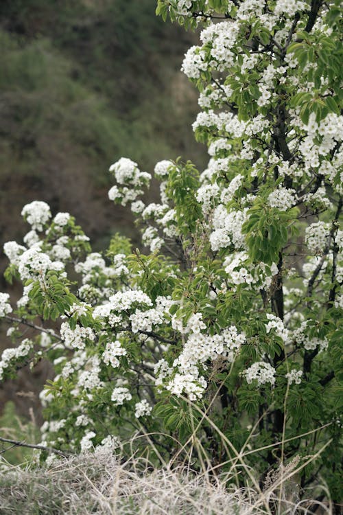 Gratis lagerfoto af æbleblomster, fjeder, flora