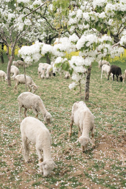 Foto stok gratis apel mekar, bayi domba, bunga putih