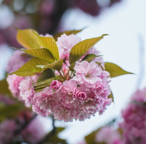 Foto profissional grátis de arbusto, árvore, cor-de-rosa