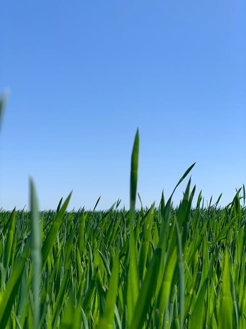 A grassy field with blue sky in the background