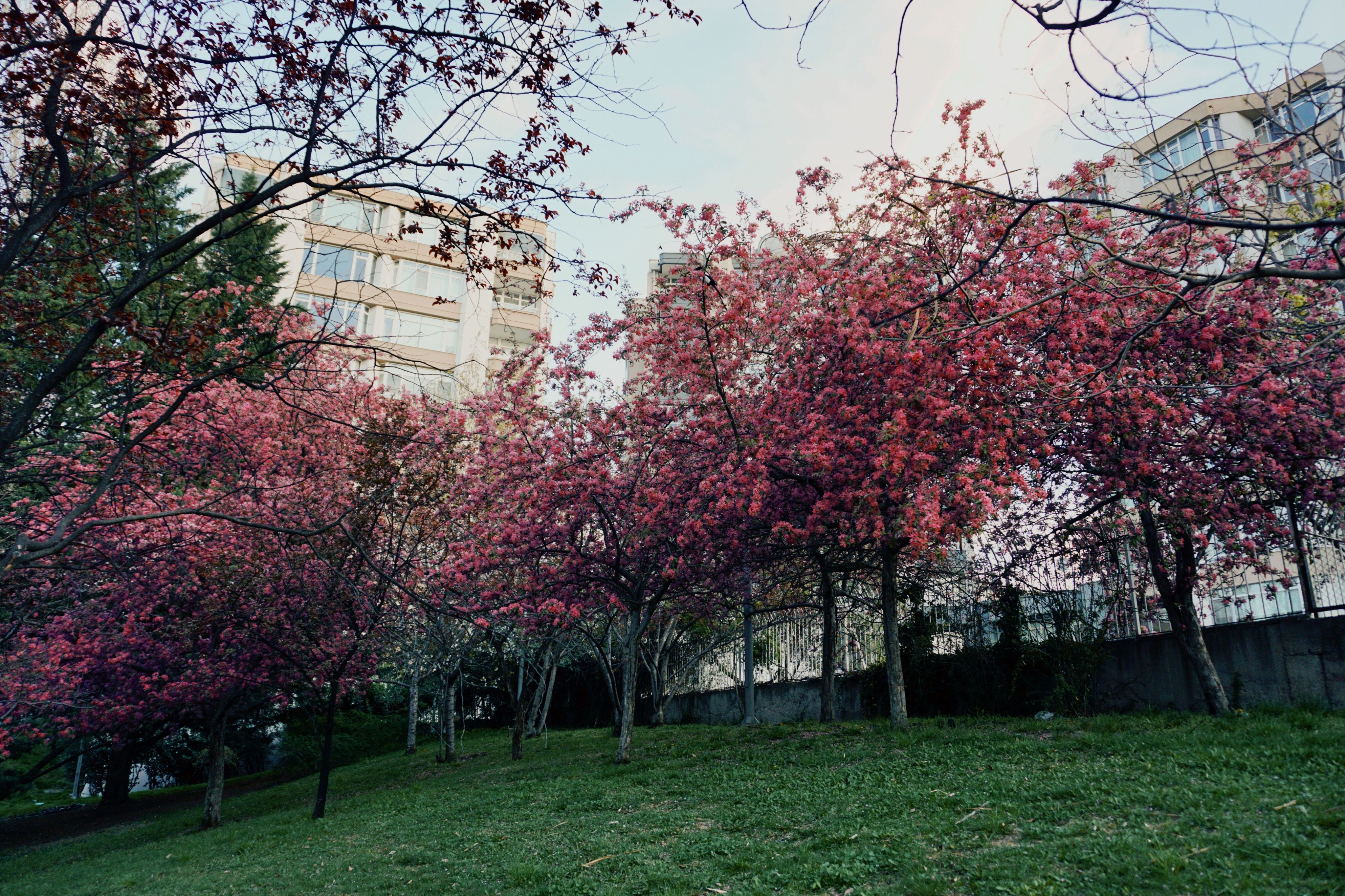 A park with trees and flowers in bloom · Free Stock Photo