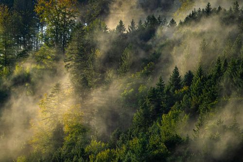 Free Mist envelops a lush conifer forest in Gutach im Breisgau, creating a serene and mysterious scene. Stock Photo