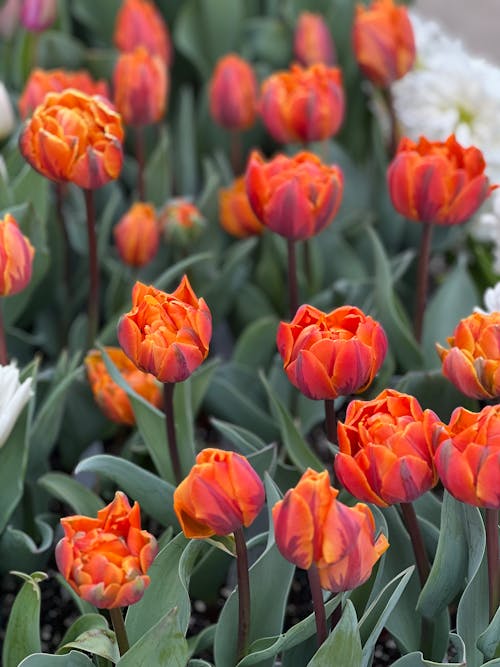 Free A bunch of orange tulips in a garden Stock Photo