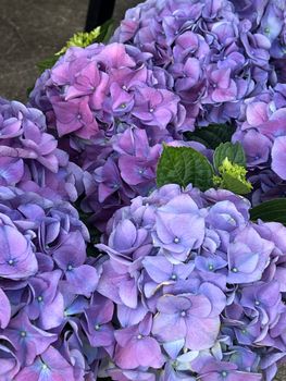 Closeup of vibrant purple hydrangeas blooming in a garden setting, showcasing delicate petals.