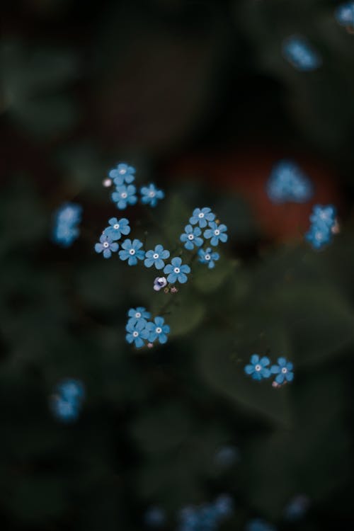 Gratis lagerfoto af blå, blade, blomster
