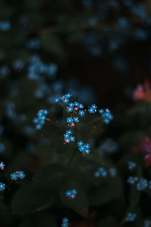 Gratis lagerfoto af blå, blomster, eng