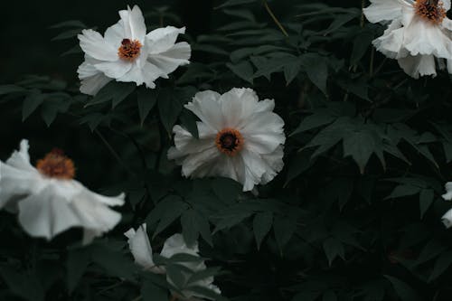 Foto d'estoc gratuïta de arbust, blanc, delicat