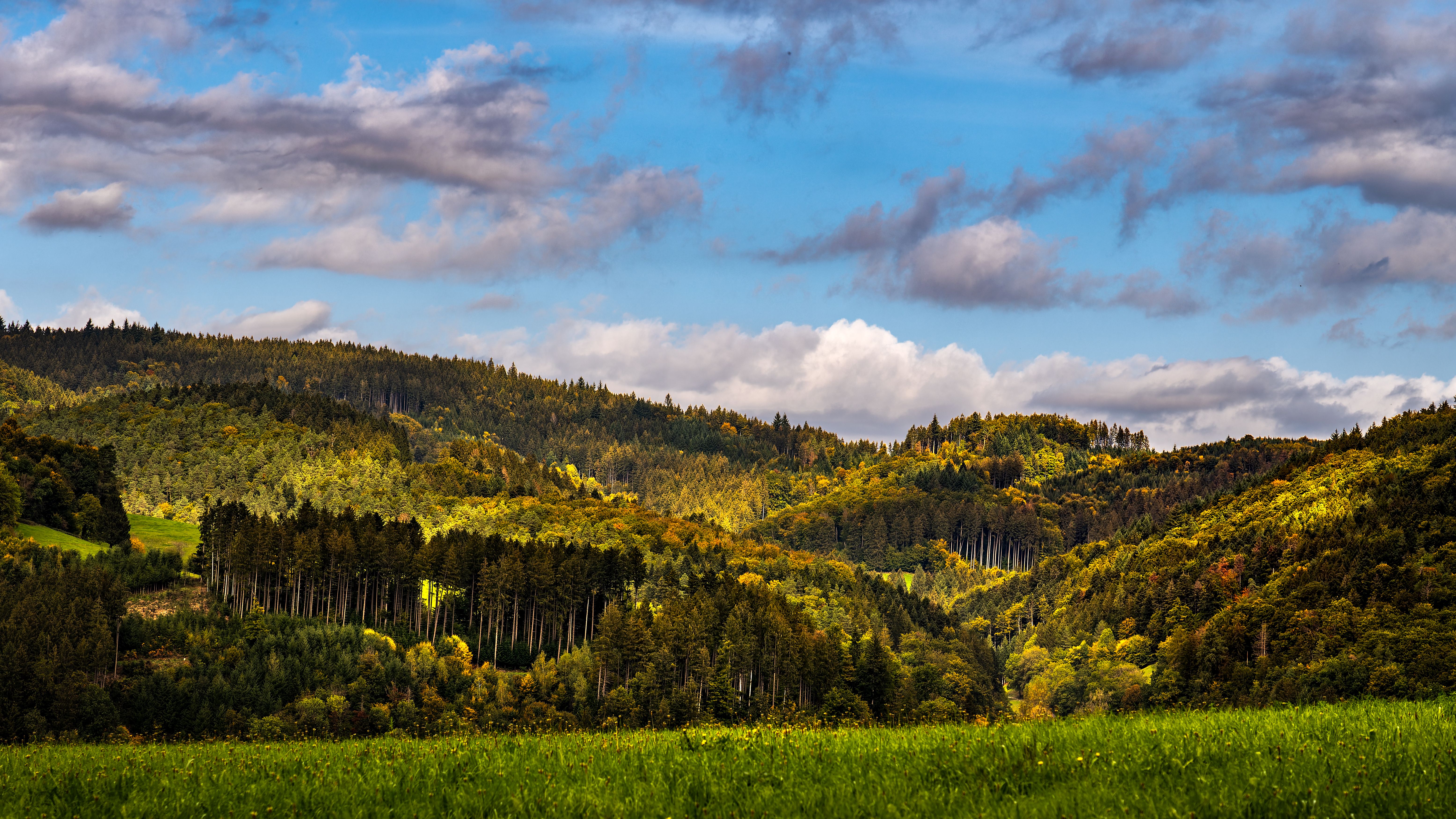 Naturlandschaft mit Wald