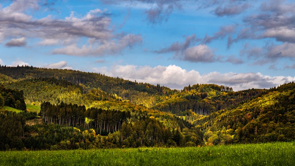 im Thüringer Wald
