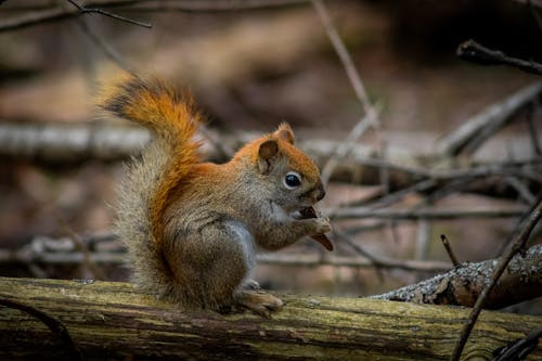 Ilmainen kuvapankkikuva tunnisteilla metsä, oksat, orava