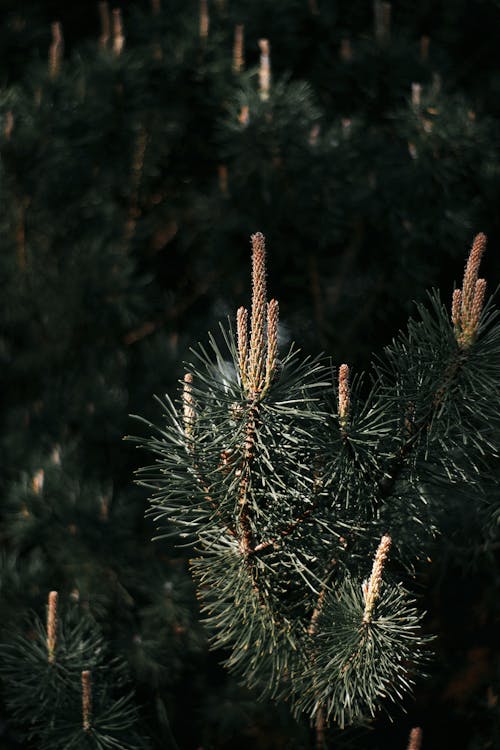 A close up of a pine tree with needles