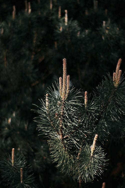 Free A close up of a pine tree with needles Stock Photo