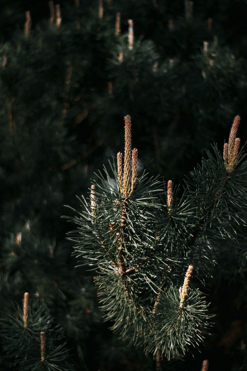 Free Detailed view of evergreen conifer needles captured in a Hungarian forest, showcasing nature's beauty. Stock Photo