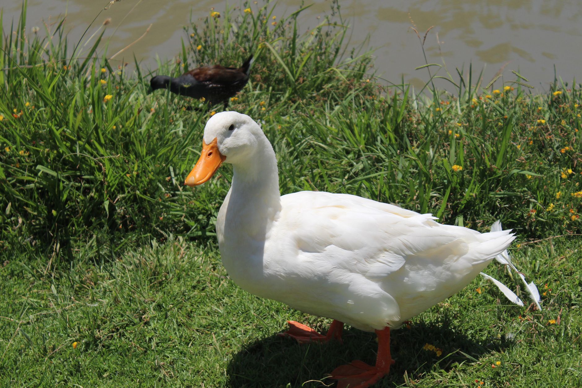Serene image of a white duck standing near a pond in a lush green grassy area.