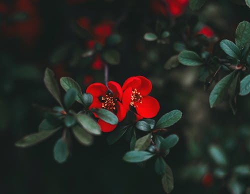 A close up of red flowers on a plant