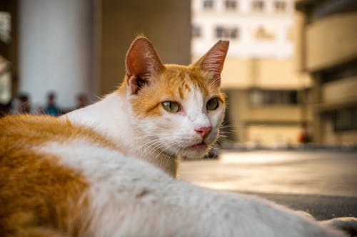 Free A cat laying on the ground in front of buildings Stock Photo