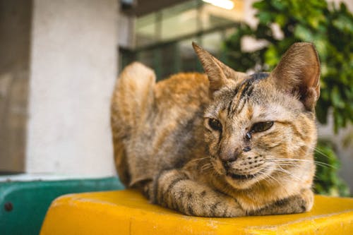 Free Tabby Cat Lying Down Stock Photo