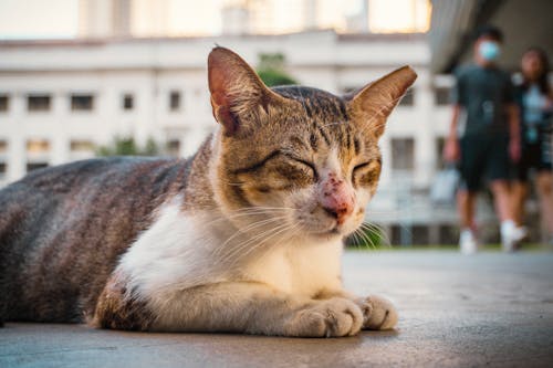 Free A cat laying on the ground with people in the background Stock Photo