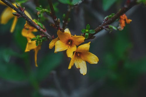 Yellow flowers on a branch with green leaves