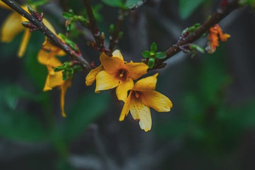 Kostnadsfri bild av blad, blomma, blomning