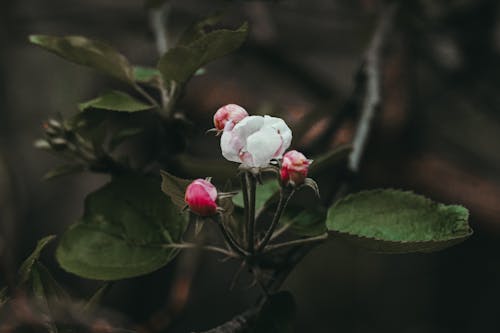 A close up of a small flower on a branch