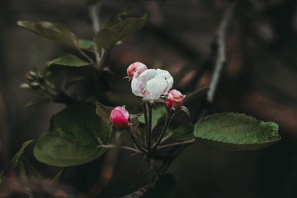 Gratis stockfoto met bladeren, bloemen, camelia