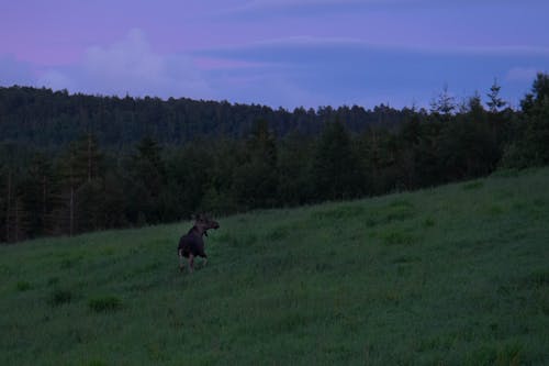 Kostnadsfri bild av älg, blå, djur