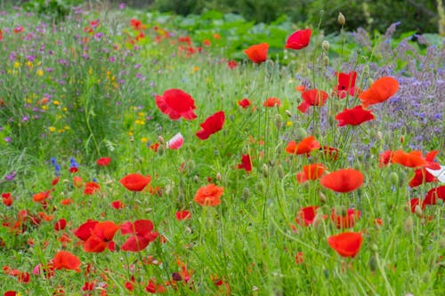 Kostnadsfri bild av blommor, fält, gul