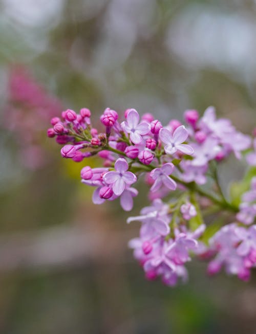 A close up of a small purple flower