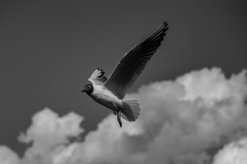 คลังภาพถ่ายฟรี ของ birds_flying, กลางแจ้ง, การถ่ายภาพ