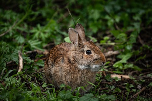 A rabbit sitting in the grass with some leaves