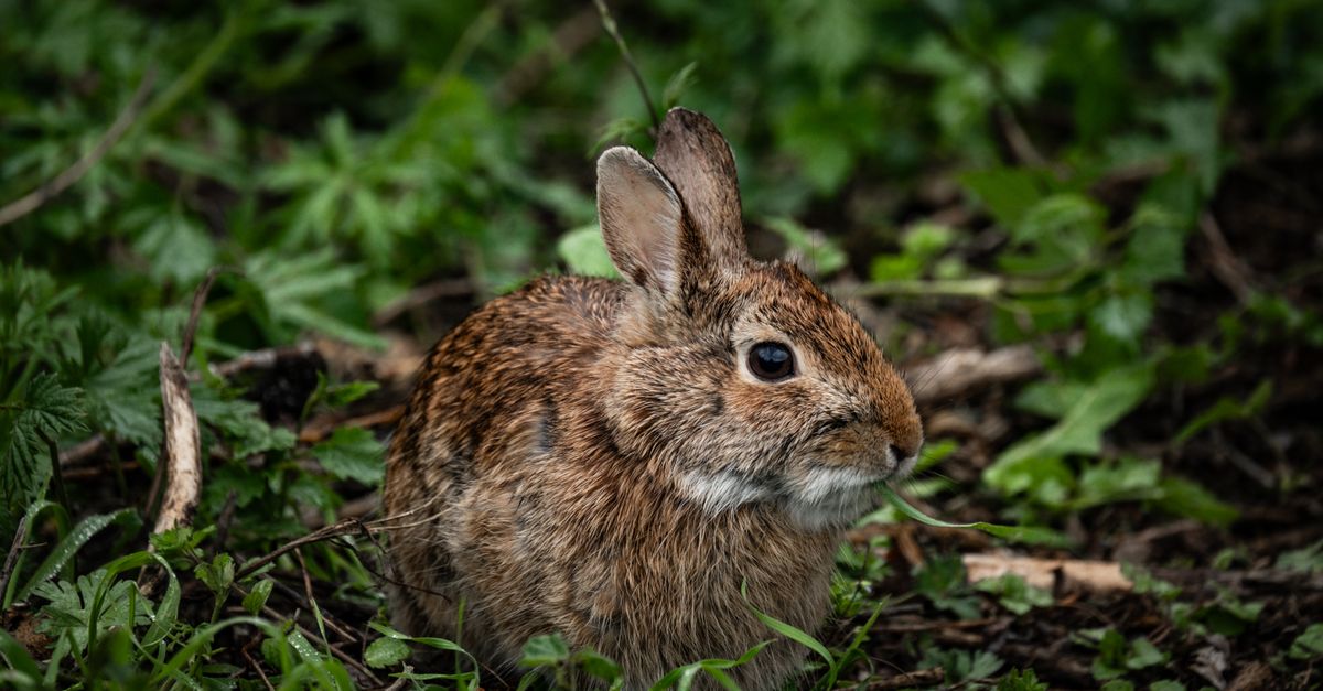 Marshall Rabbit Close up of a Marsh Rabbit · Free Stock Photo