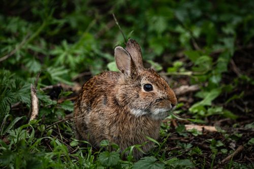 Free Detailed close-up of a marsh rabbit in its natural forest habitat, surrounded by green foliage. Stock Photo