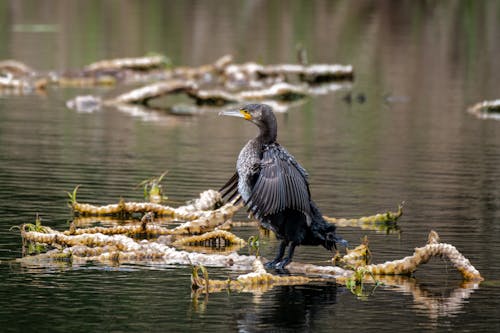 A bird standing on a branch in the water