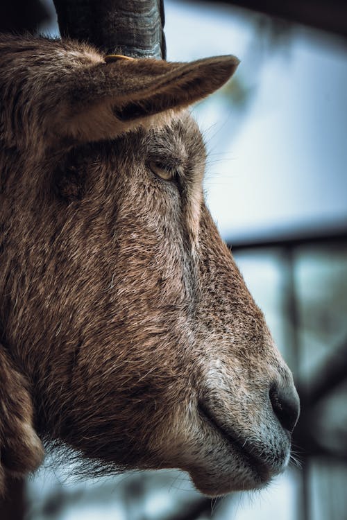 A goat with long horns is looking at the camera