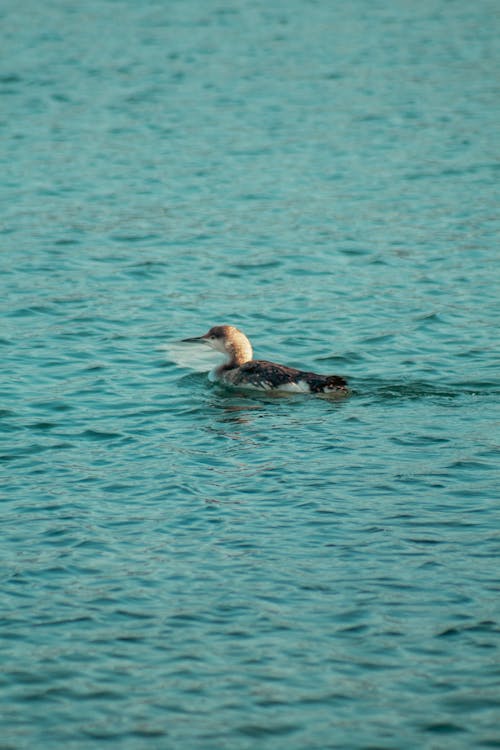 A bird swimming in the water with its head up