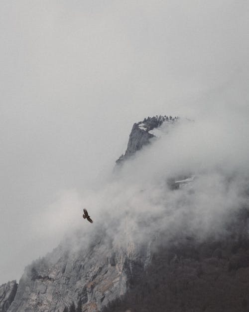 hawk soaring around a mountain