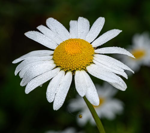 A white daisy with a yellow center is shown