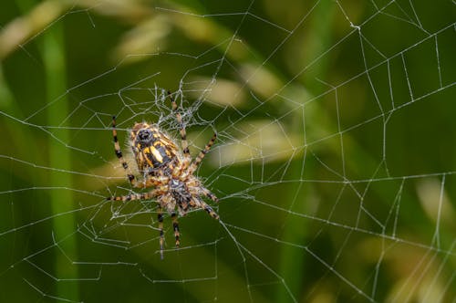 A spider is sitting in the middle of a web