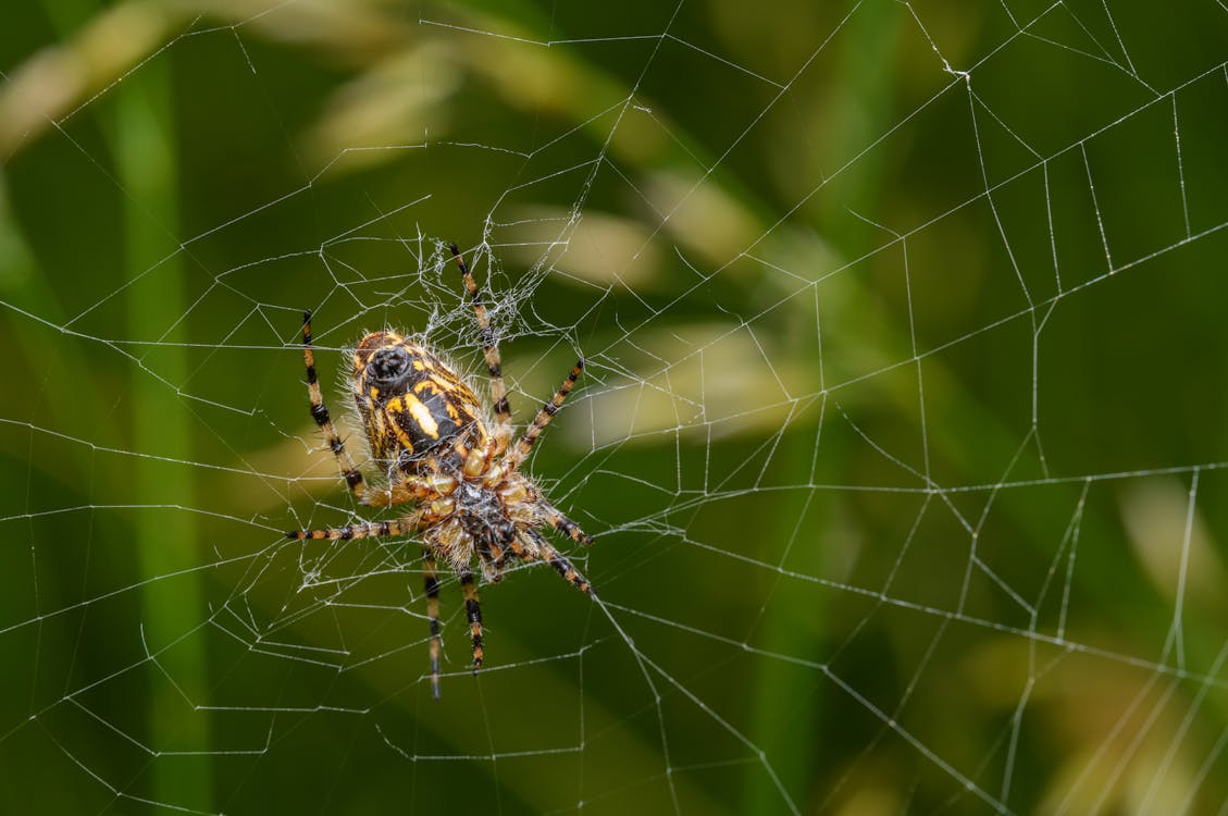 Foto profissional grátis de ameaça, ao ar livre, aracnídeo