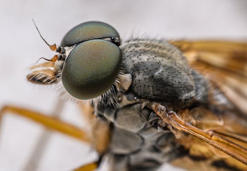 A close up of a fly with large eyes