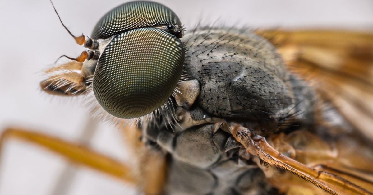 Eye Fly Insect Close-up Eye Fly · Free Stock Photo