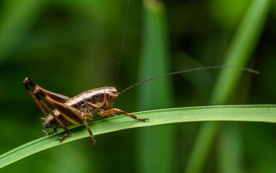 Grasshopper on Straw
