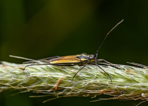 Darmowe zdjęcie z galerii z antena, bezkręgowiec, chrząszcz